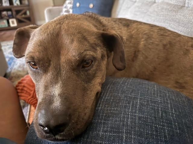 Doug, Adoptable, Young Male Catahoula Leopard Dog & Mountain Cur.