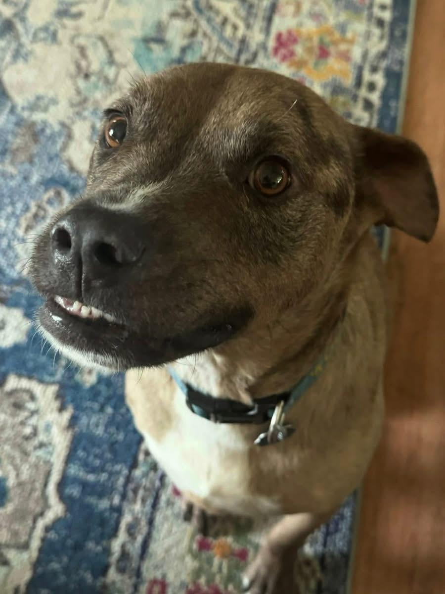 Enlarge Doug, a Adoptable mixed breed in Prairie Grove, AR image 5/6