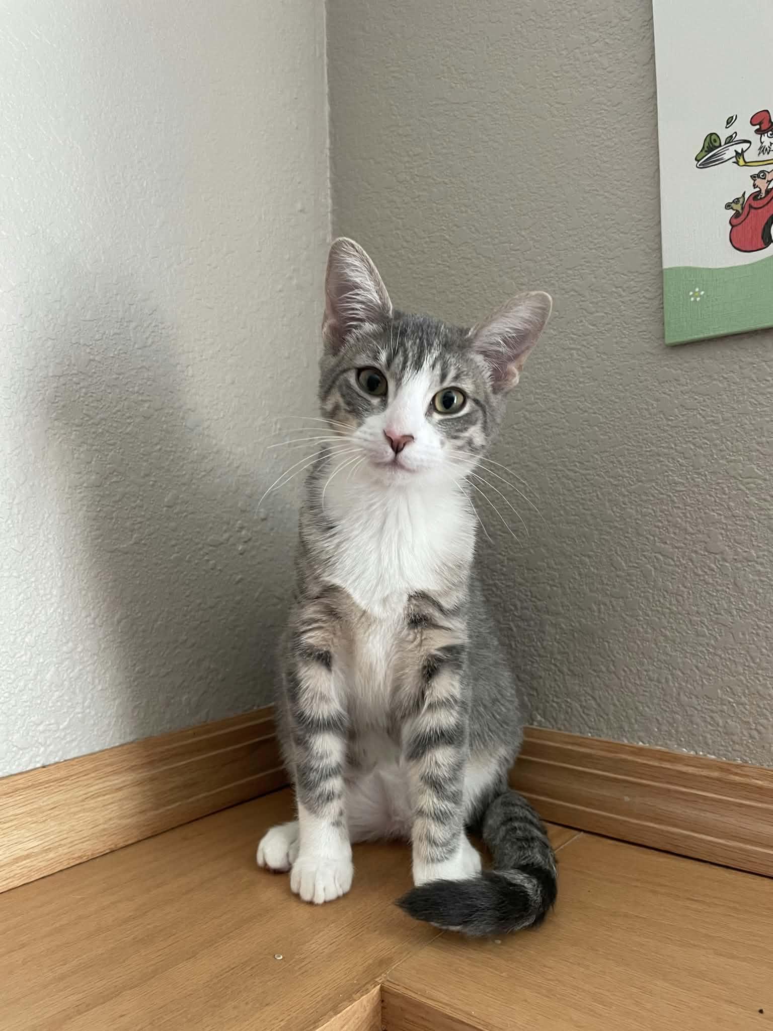 Enlarge Missy, a Adopted Domestic Short Hair in Sioux Falls, SD image 3/4