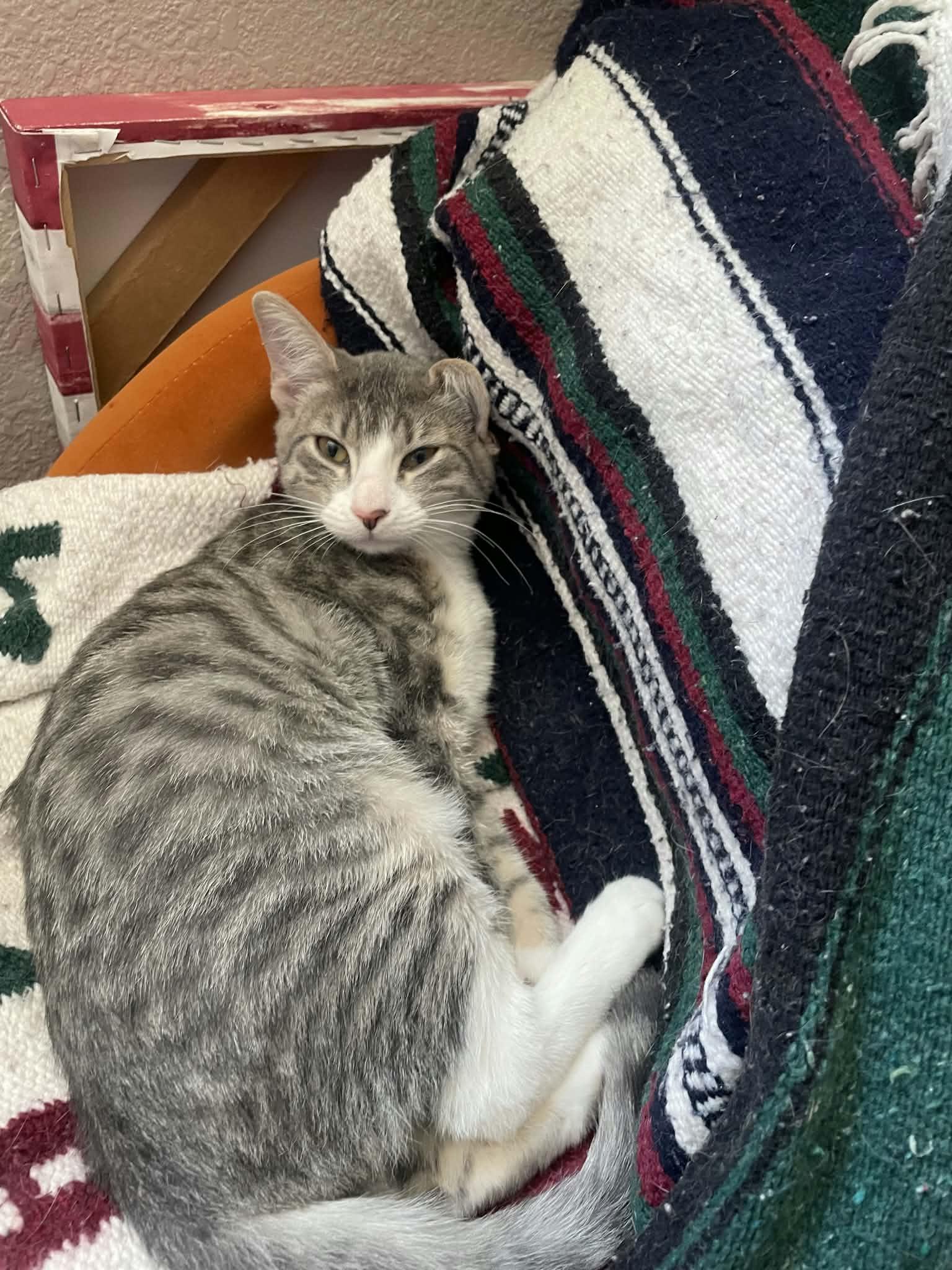 Enlarge Missy, a Adopted Domestic Short Hair in Sioux Falls, SD image 2/4