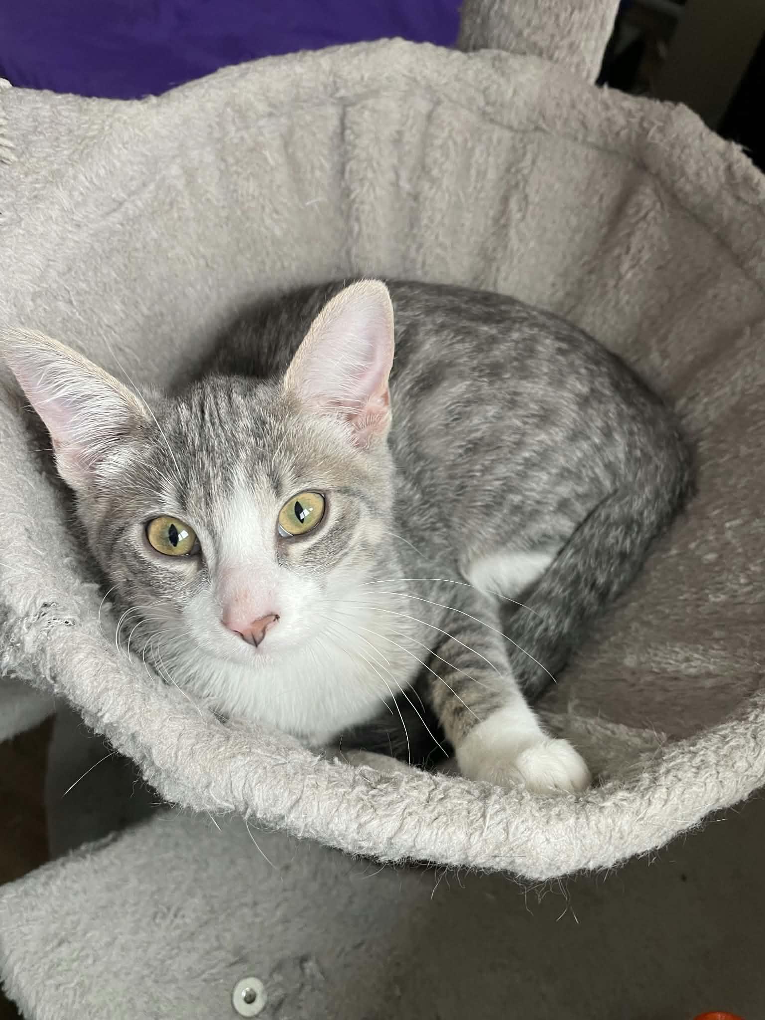 Enlarge Missy, a Adopted Domestic Short Hair in Sioux Falls, SD image 1/4