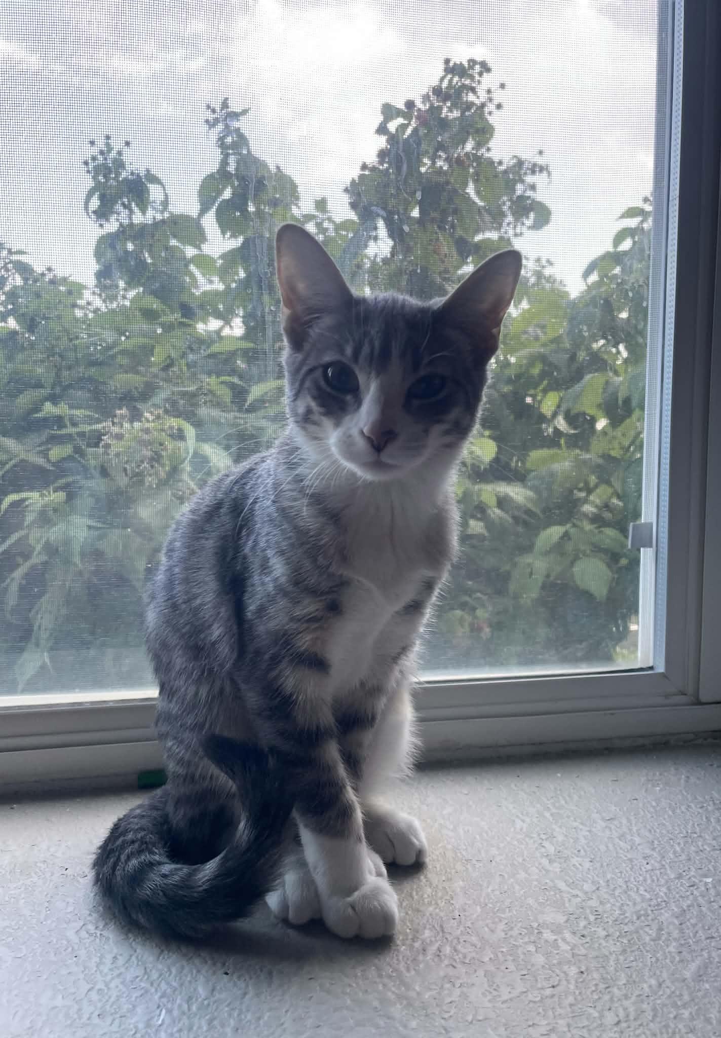 Enlarge Missy, a Adopted Domestic Short Hair in Sioux Falls, SD image 4/4