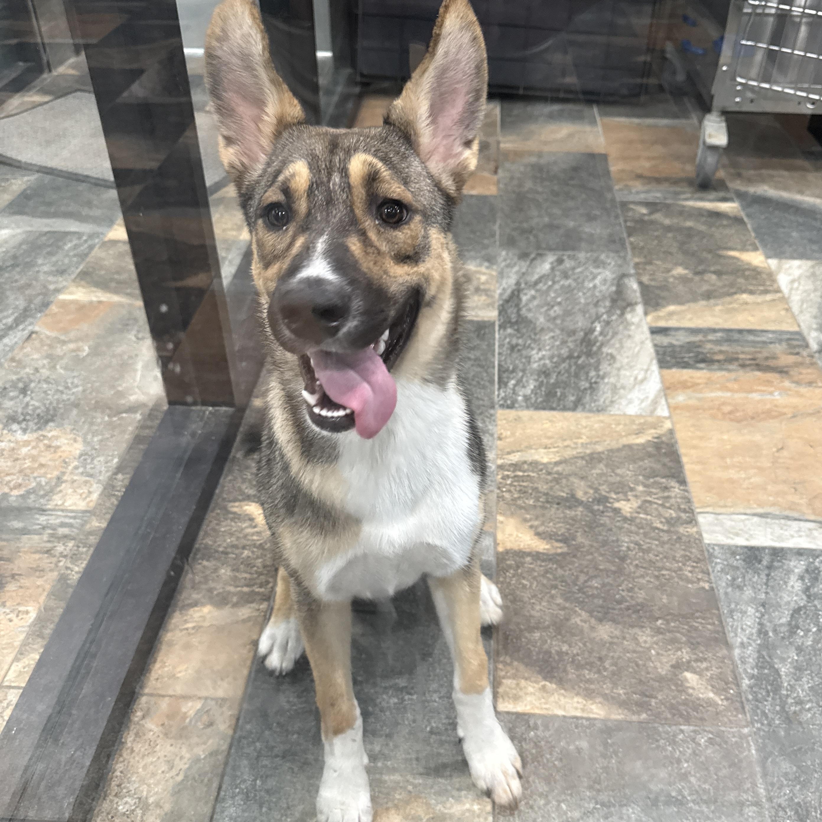 Fredia, ADOPTABLE, Young Female German Shepherd Dog.