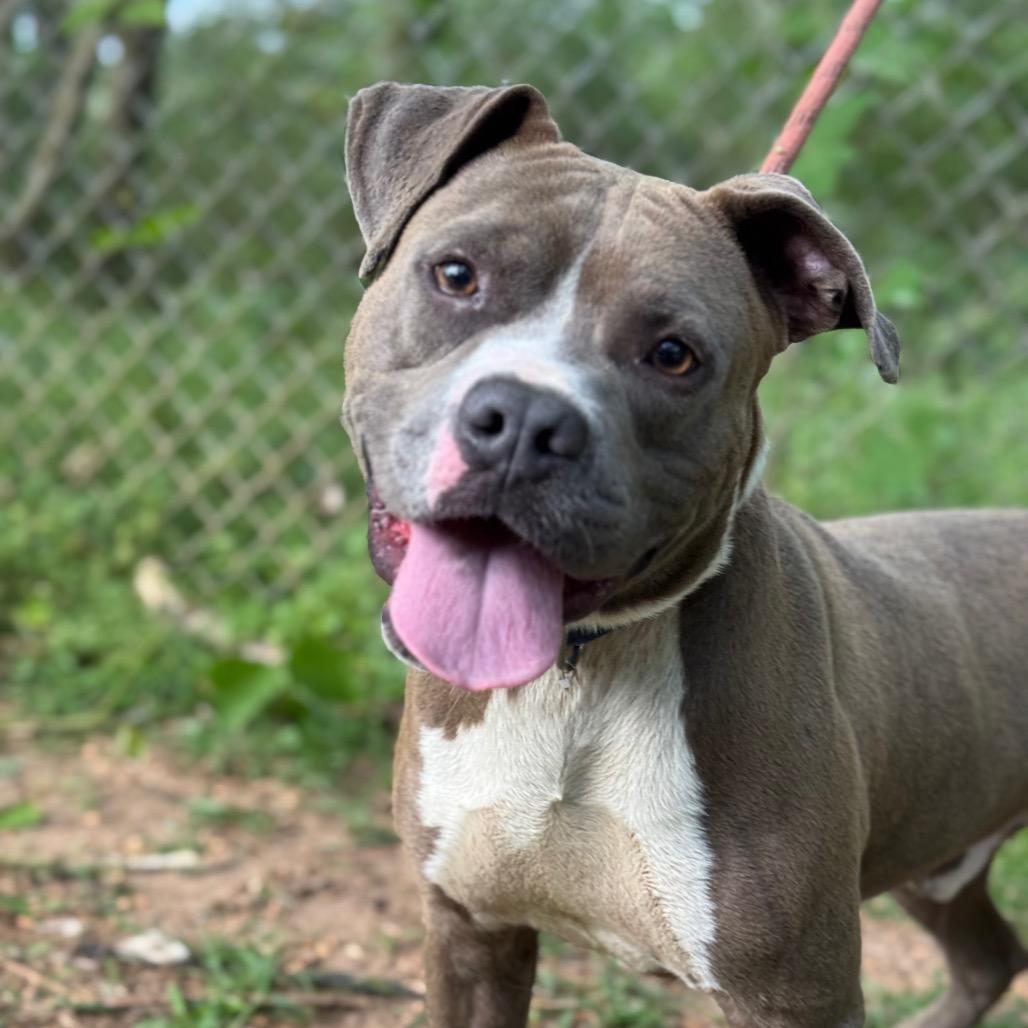 Roll Over, a Adoptable mixed breed in Monroeville, AL image 1/3