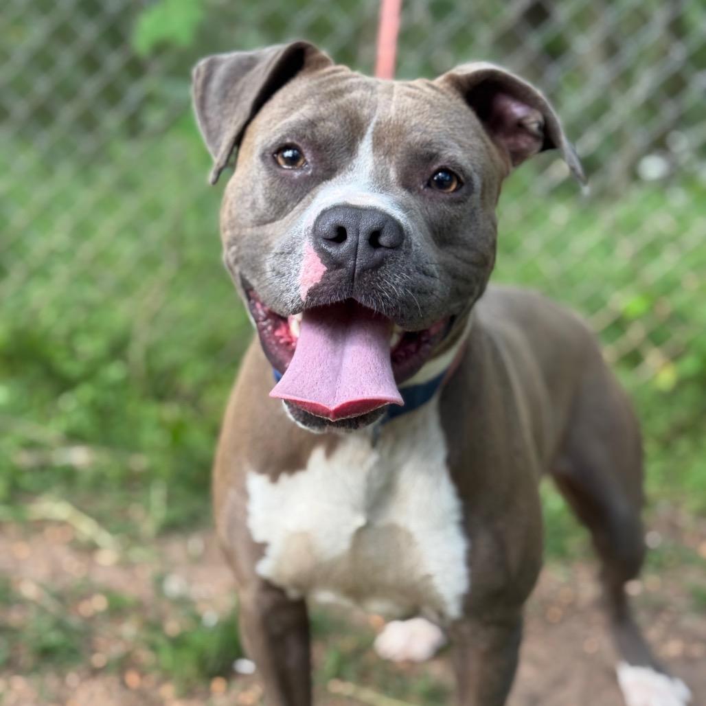 Roll Over, a Adoptable mixed breed in Monroeville, AL image 2/3