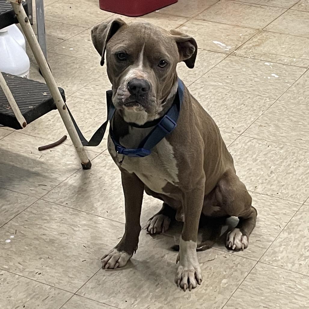 Roll Over, a Adoptable mixed breed in Monroeville, AL image 3/3