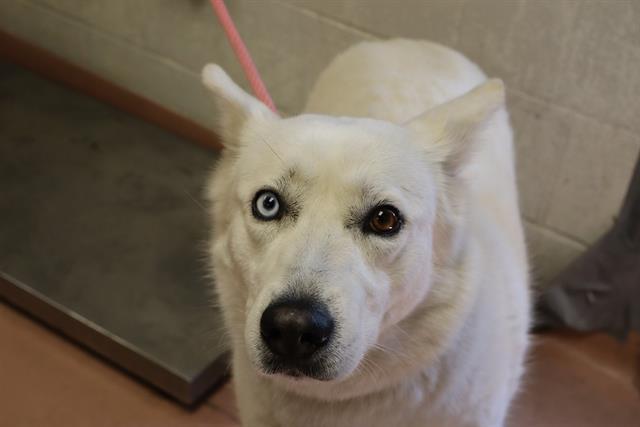 Enlarge NIMBUS, a Adoptable Mixed Breed in Columbia, SC image 1/1