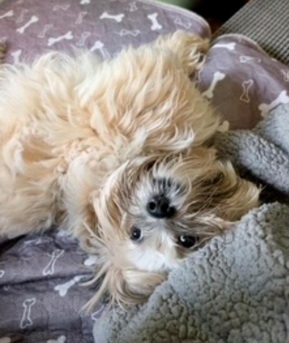 Enlarge Shilo-Lhasa Apso, a Adopted Lhasa Apso in Torrington, CT image 4/6