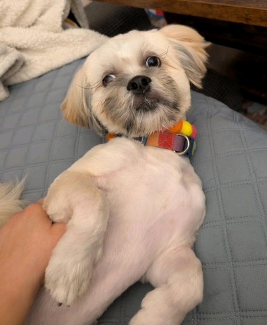 Enlarge Shilo-Lhasa Apso, a Adopted Lhasa Apso in Torrington, CT image 6/6
