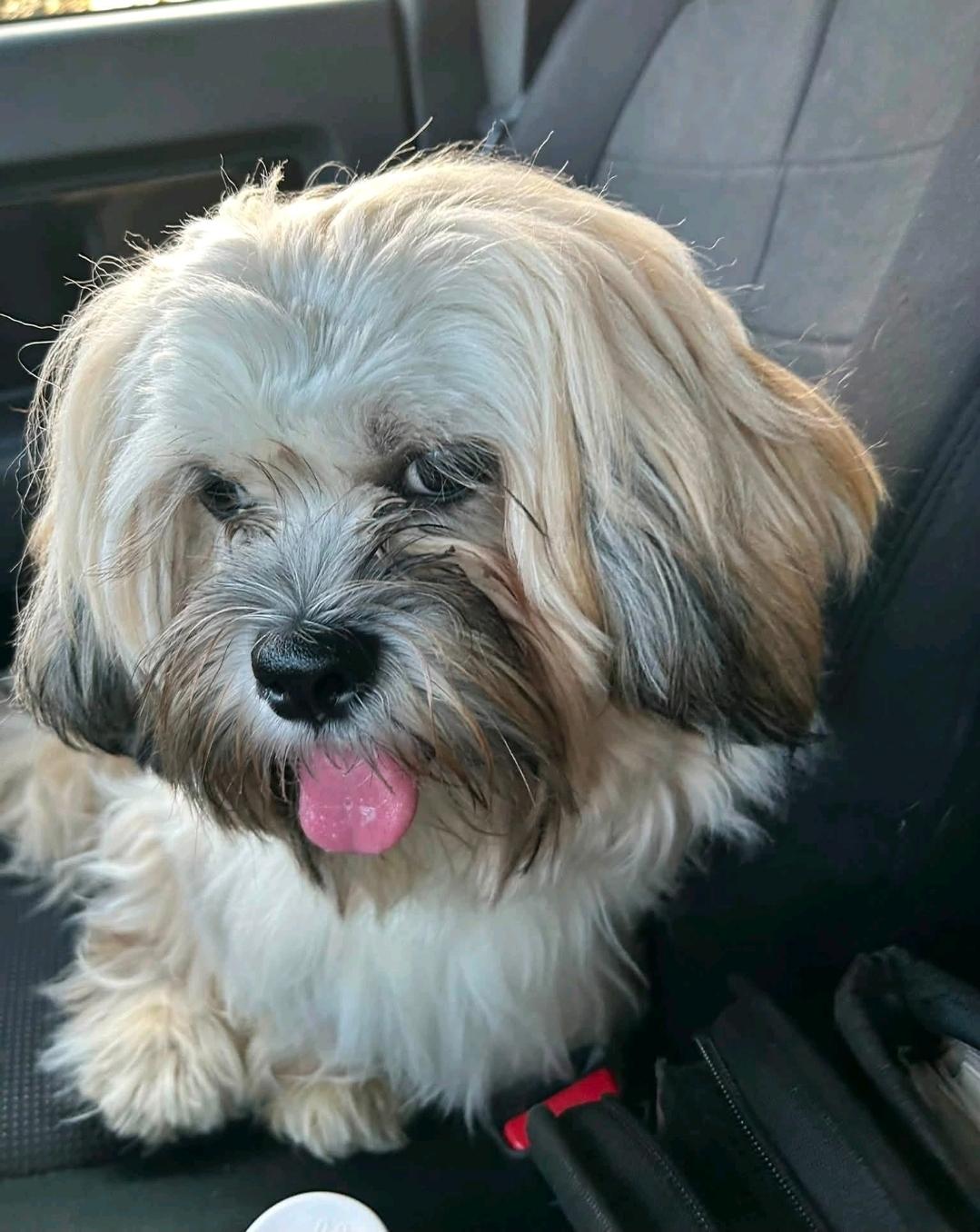 Enlarge Shilo-Lhasa Apso, a Adopted Lhasa Apso in Torrington, CT image 5/6