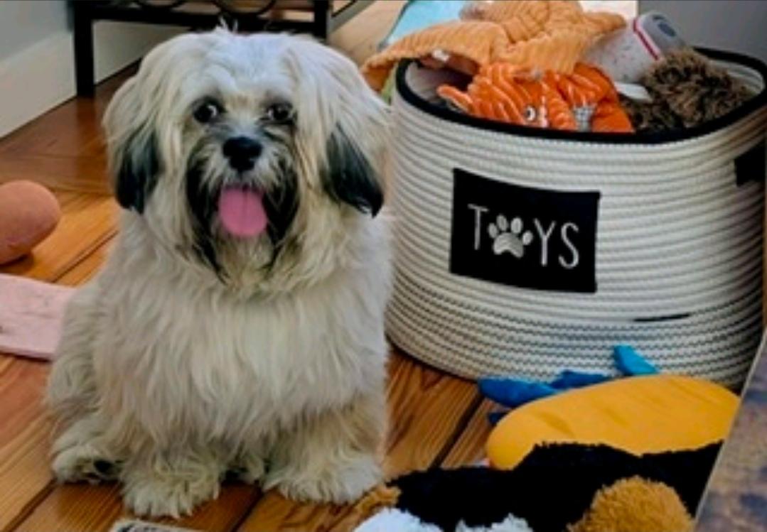Enlarge Shilo-Lhasa Apso, a Adopted Lhasa Apso in Torrington, CT image 3/6