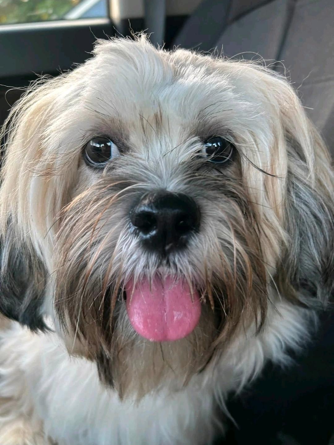 Shilo-Lhasa Apso, Adopted, Puppy Male Lhasa Apso.