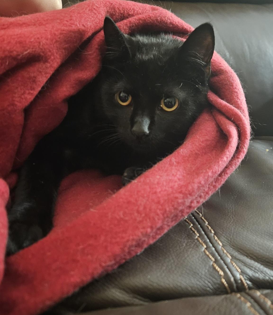 Petey the Purrfect Panther Kitty, Adopted, Young Male Domestic Short Hair.