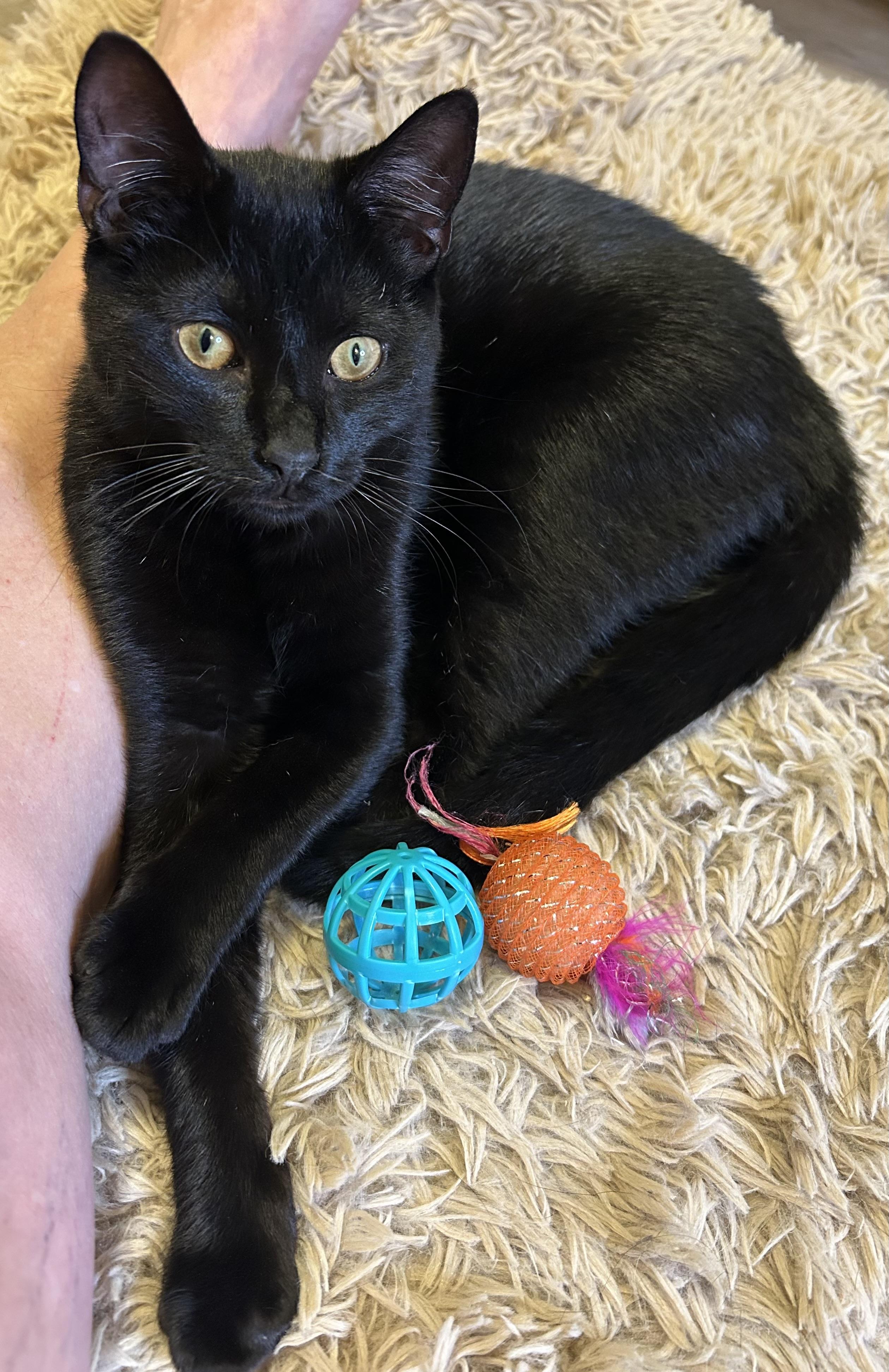 Enlarge Petey the Purrfect Panther Kitty, a Adopted Domestic Short Hair in South Daytona, FL image 2/5