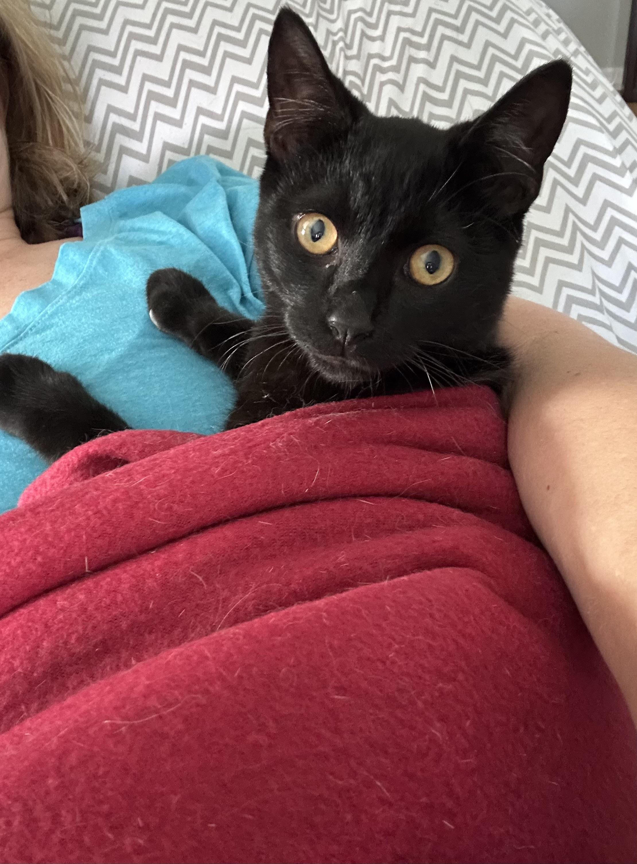 Petey the Purrfect Panther Kitty, Adopted, Young Male Domestic Short Hair.