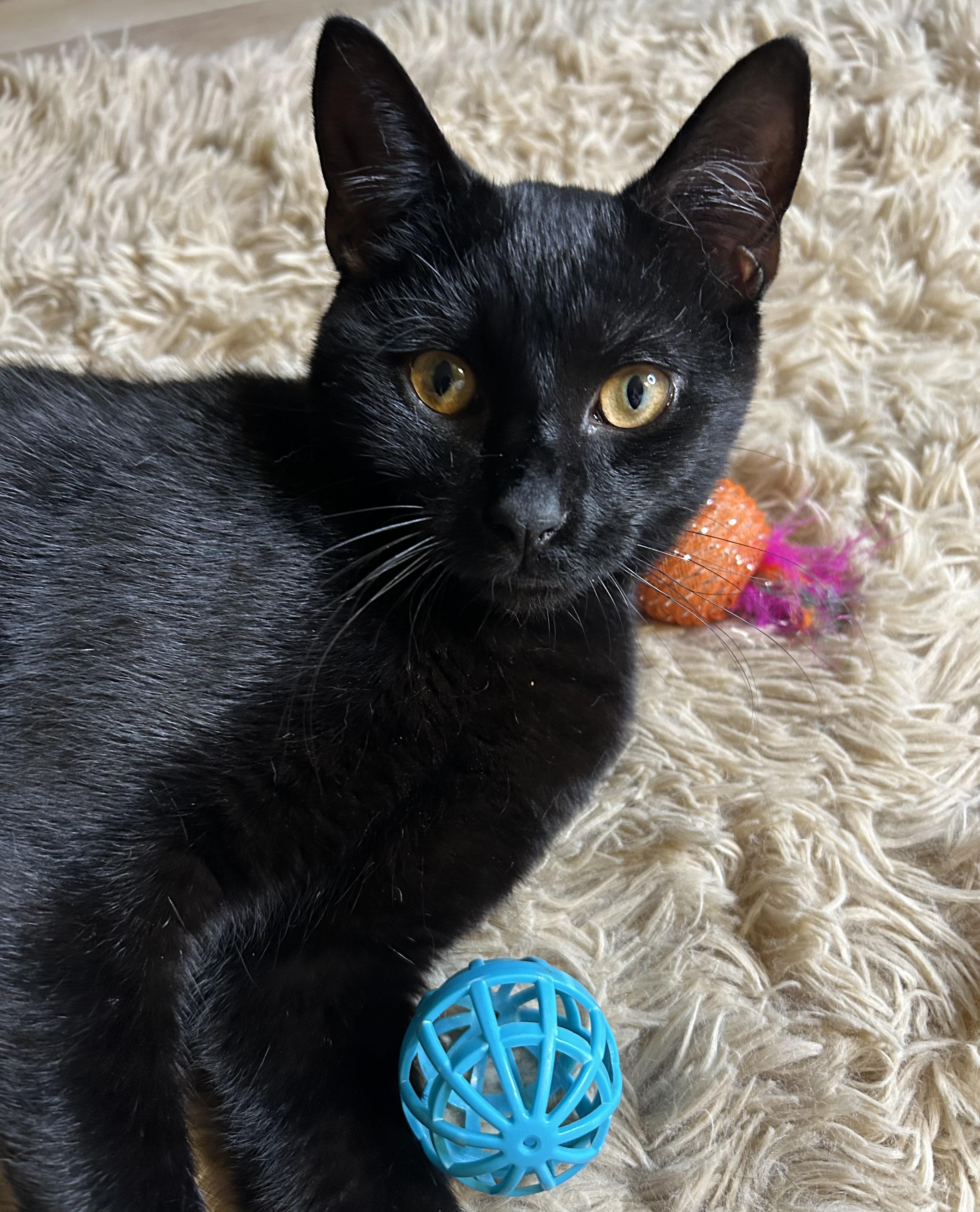 Enlarge Petey the Purrfect Panther Kitty, a Adopted Domestic Short Hair in South Daytona, FL image 3/5