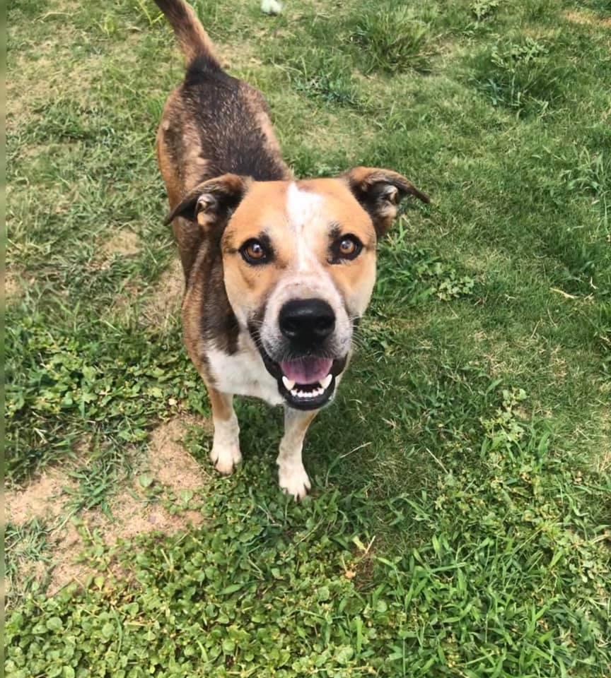 Sam, Adoptable, Senior Male Australian Cattle Dog / Blue Heeler.