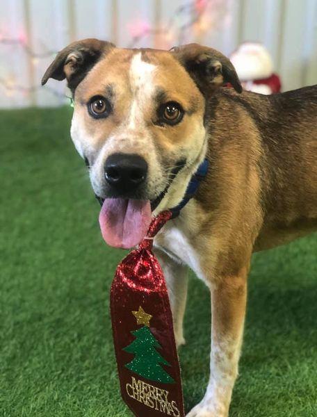 Enlarge Sam, a Adoptable mixed breed in San Angelo , TX image 3/6