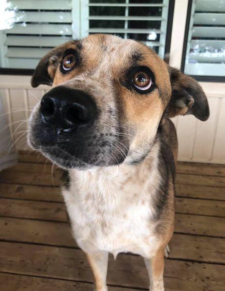 Enlarge Sam, a Adoptable mixed breed in San Angelo , TX image 4/6