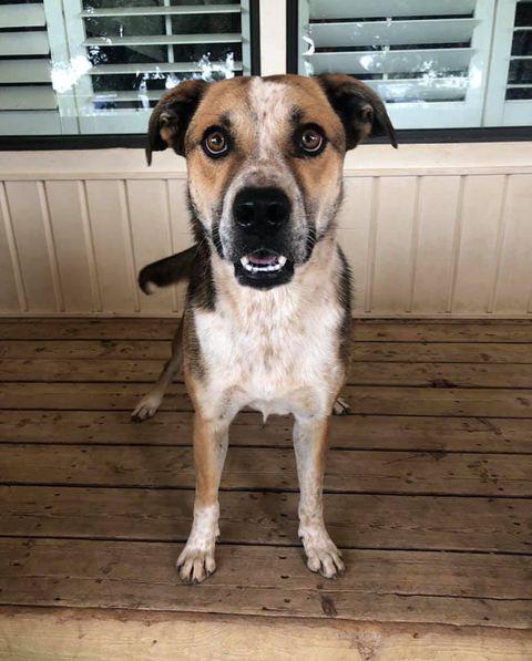 Enlarge Sam, a Adoptable mixed breed in San Angelo , TX image 5/6