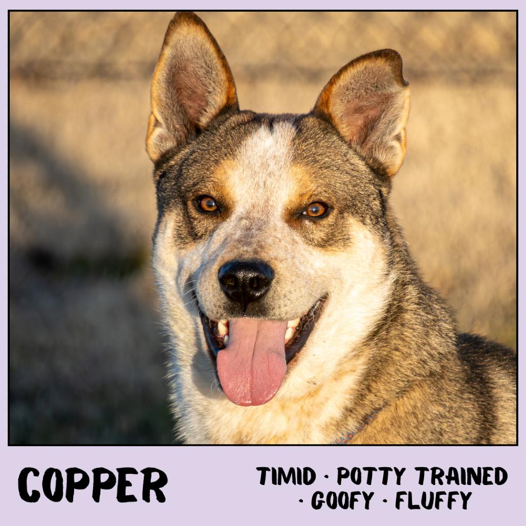Copper, Adoptable, Adult Male Shepherd.