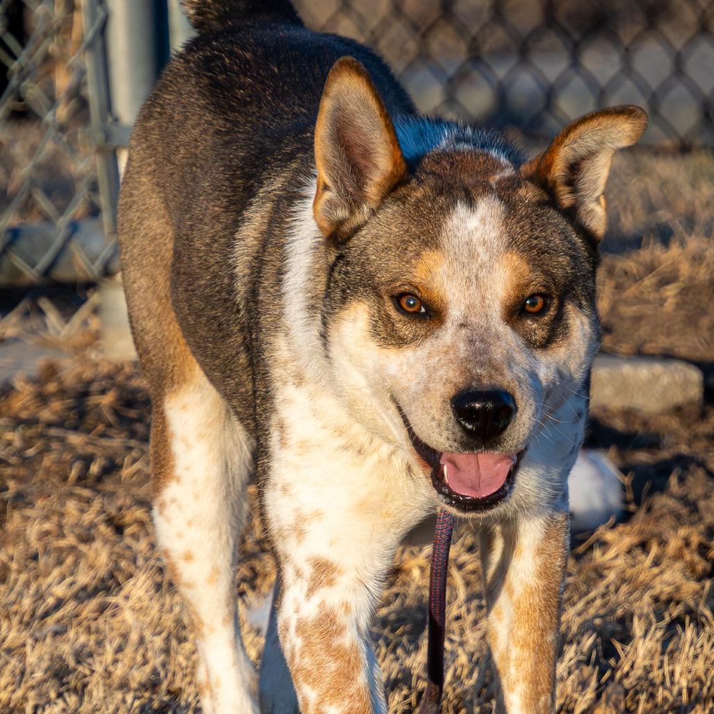 Enlarge Copper, a Adoptable mixed breed in Emporia, KS image 2/4