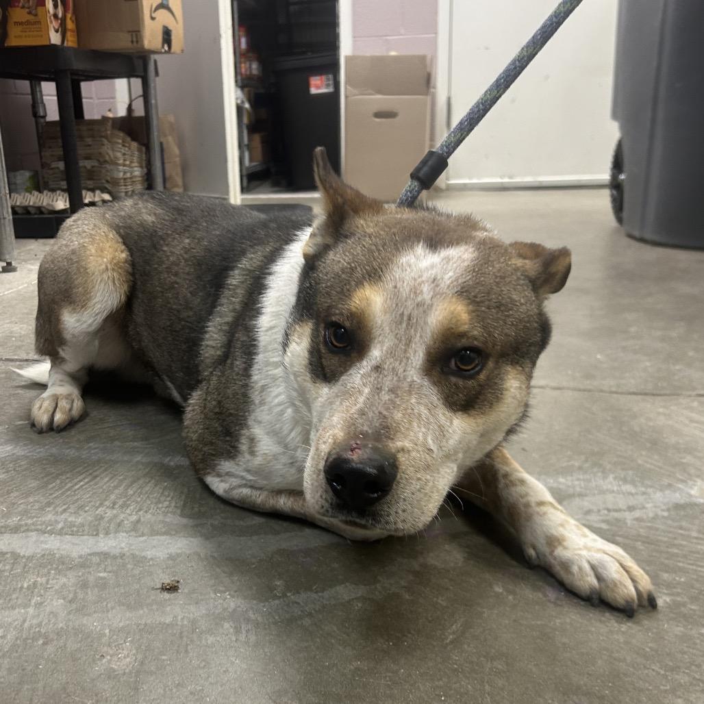 Enlarge Copper, a Adoptable mixed breed in Emporia, KS image 3/4