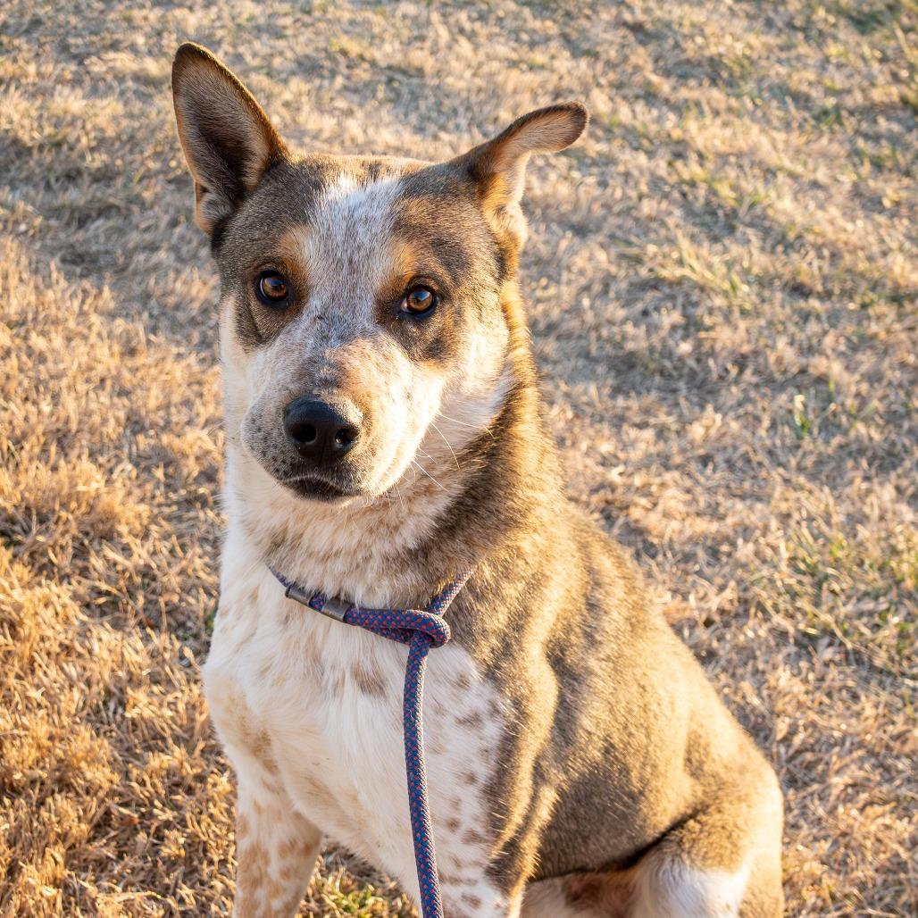 Enlarge Copper, a Adoptable mixed breed in Emporia, KS image 4/4