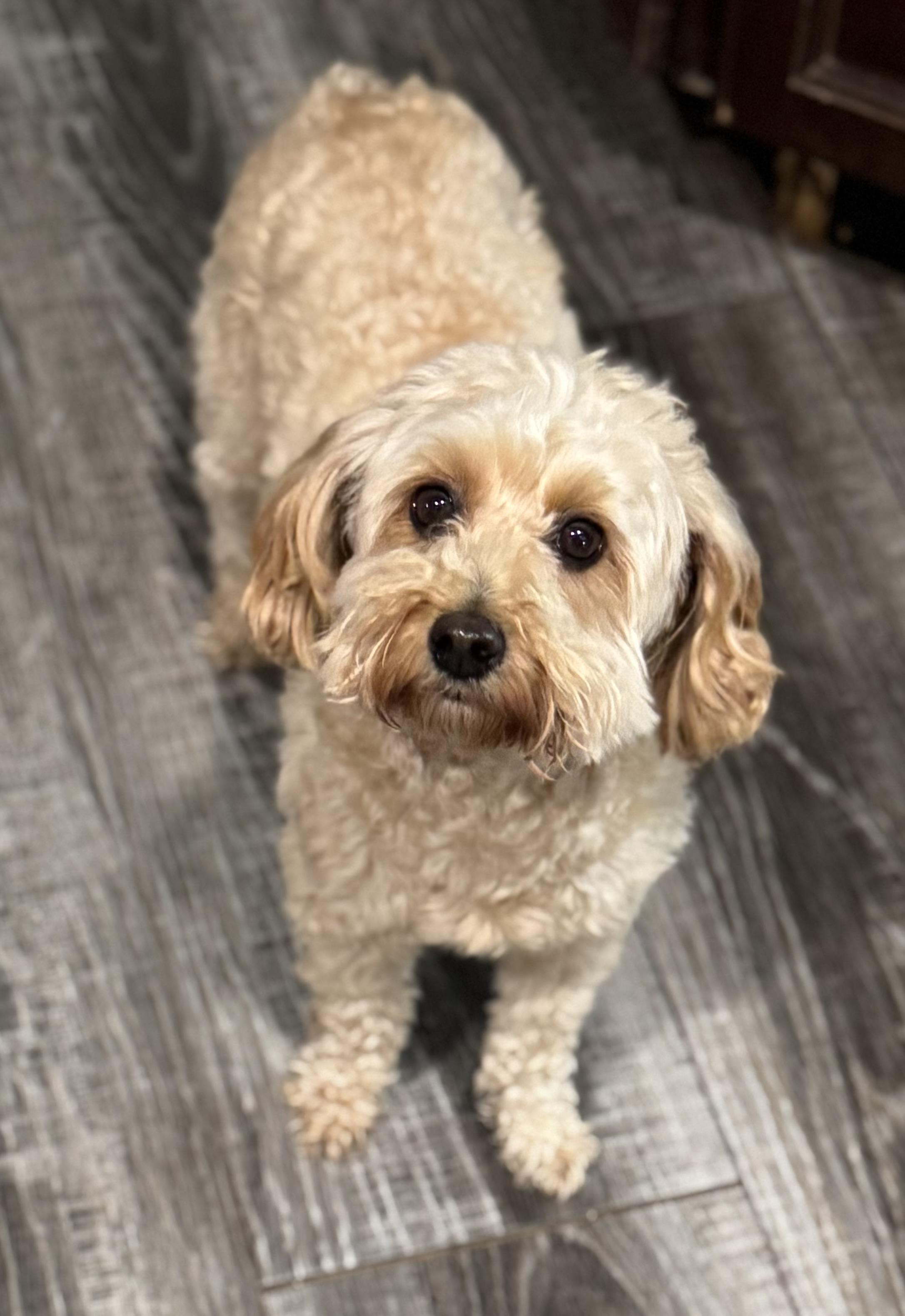 Penny, adopted, Adult Female Maltipoo.