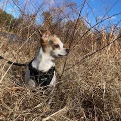 Enlarge Sophia, a ADOPTABLE mixed breed in Smithfield, NC image 4/6