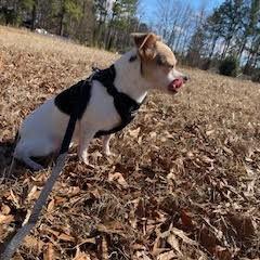Enlarge Sophia, a ADOPTABLE mixed breed in Smithfield, NC image 5/6