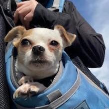 Sophia, ADOPTABLE, Adult Female Chihuahua.