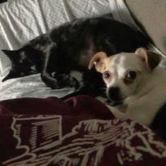 Enlarge Sophia, a ADOPTABLE mixed breed in Smithfield, NC image 6/6