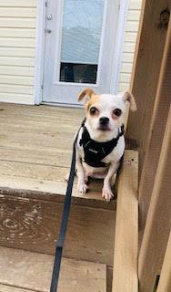 Enlarge Sophia, a ADOPTABLE mixed breed in Smithfield, NC image 2/6