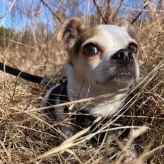 Enlarge Sophia, a ADOPTABLE mixed breed in Smithfield, NC image 3/6