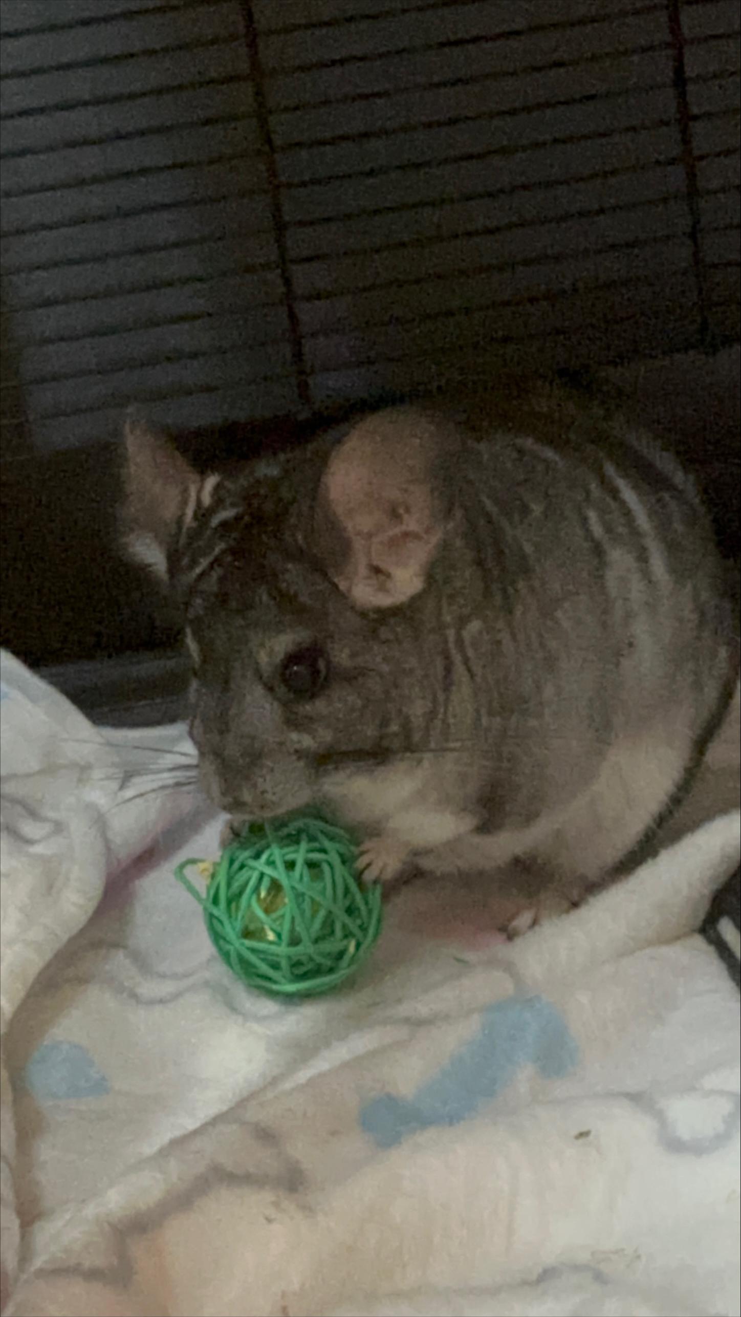 Enlarge Ollie, an adopted Chinchilla in Seneca, SC image 1/1