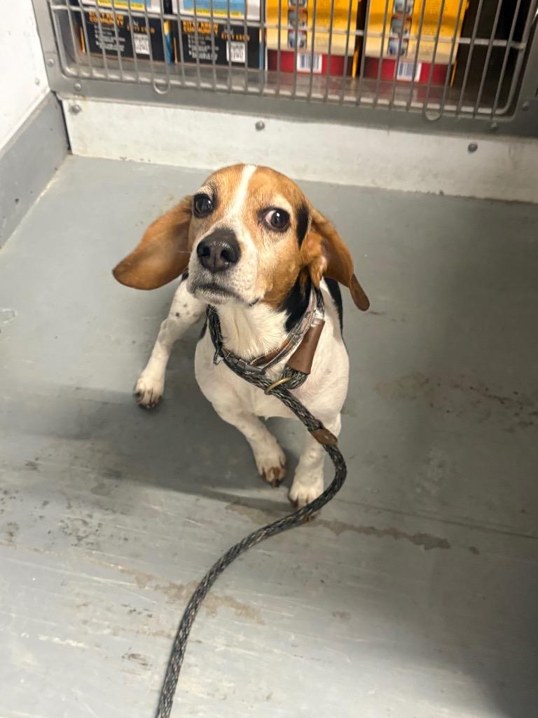 Enlarge River, a Adopted Beagle in Findlay, OH image 1/2