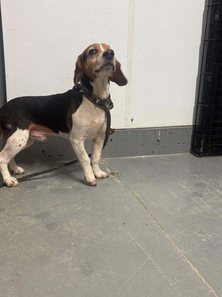 River, Adopted, Adult Male Beagle.