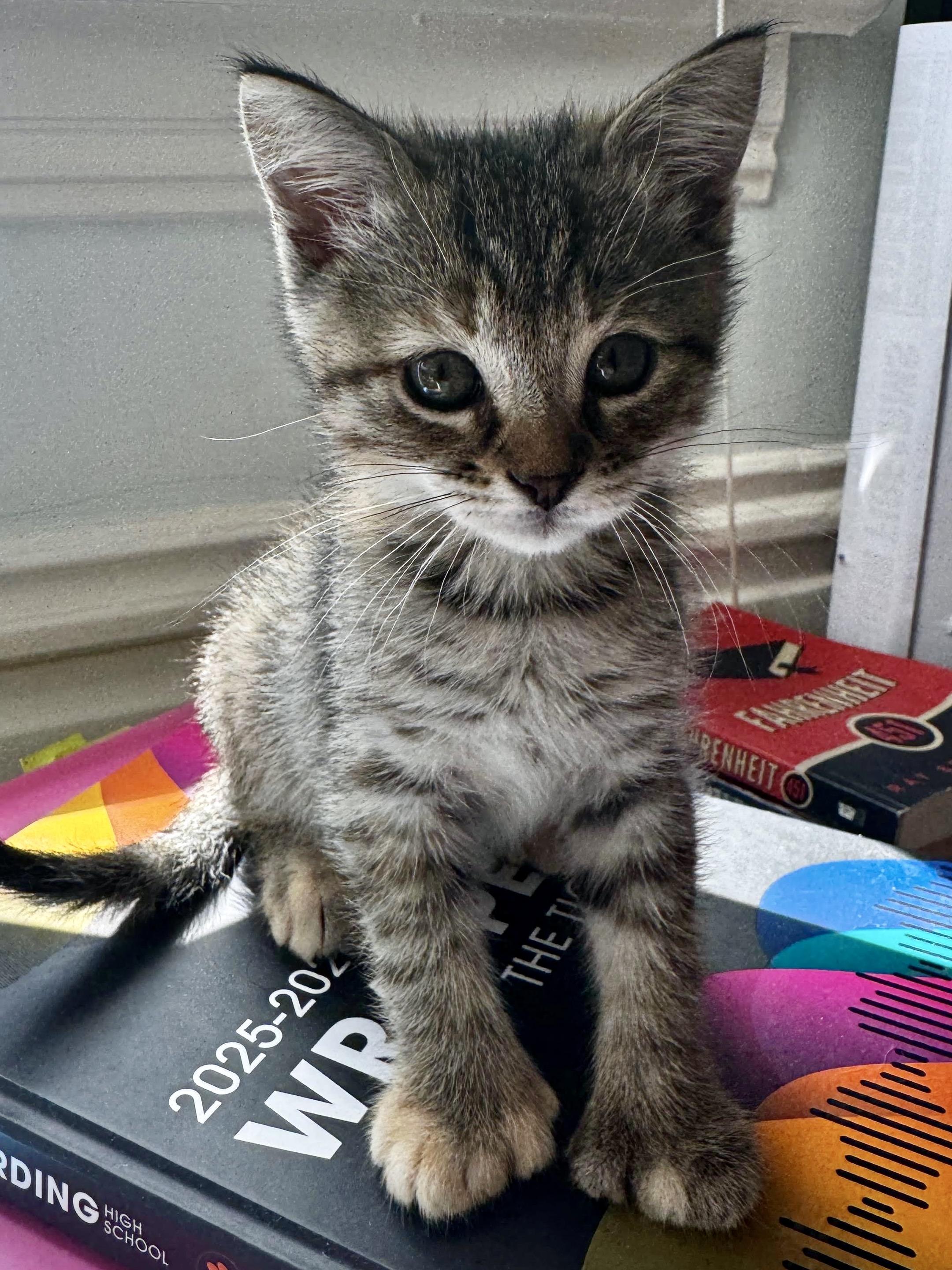 Enlarge Nacho, a Adoptable Domestic Short Hair in San Francisco, CA image 2/5
