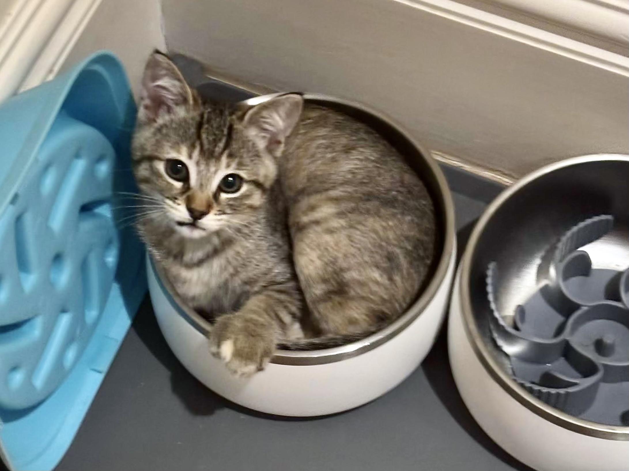 Enlarge Nacho, a Adoptable Domestic Short Hair in San Francisco, CA image 4/5