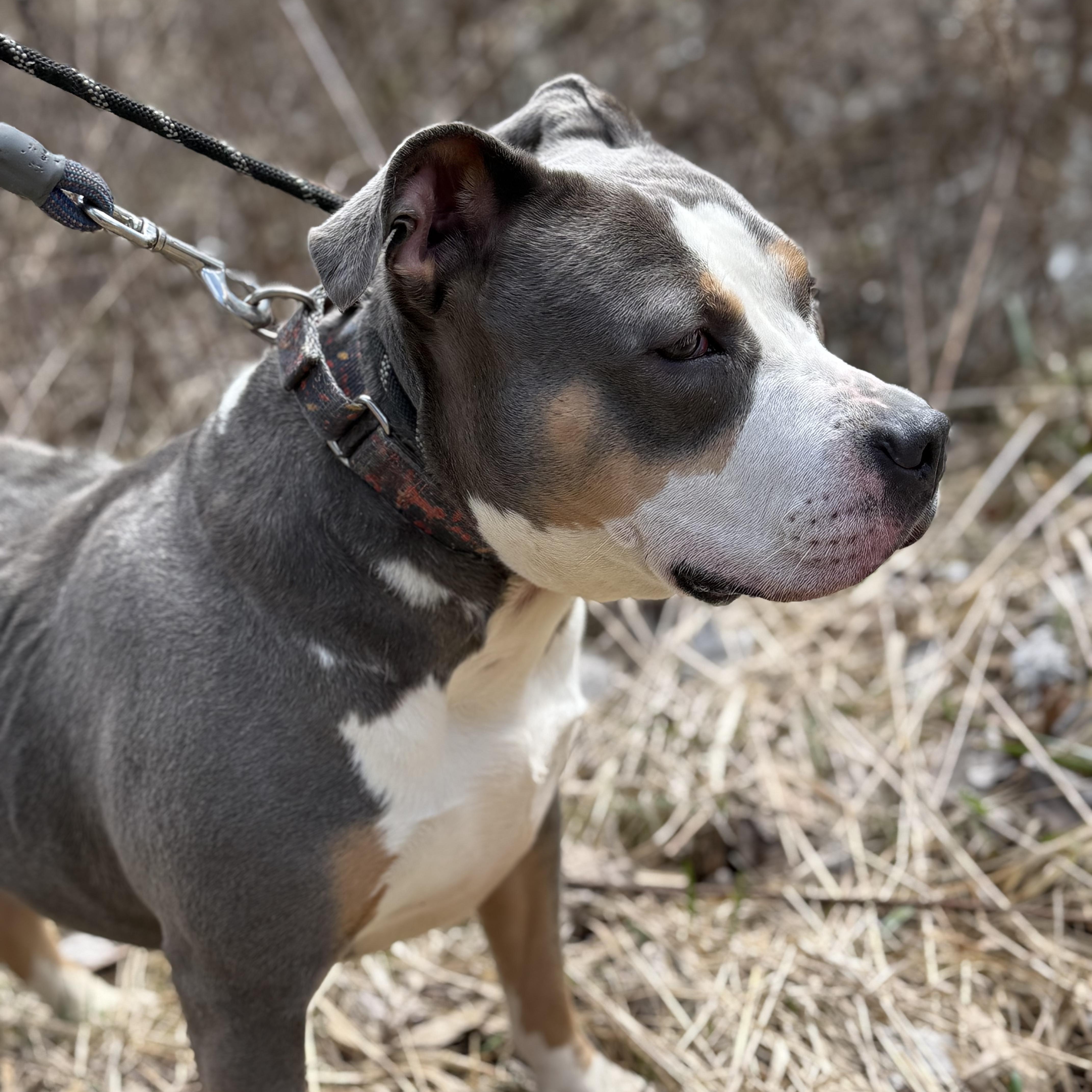 Sallie Mae, Adoptable, Young Female Mixed Breed.