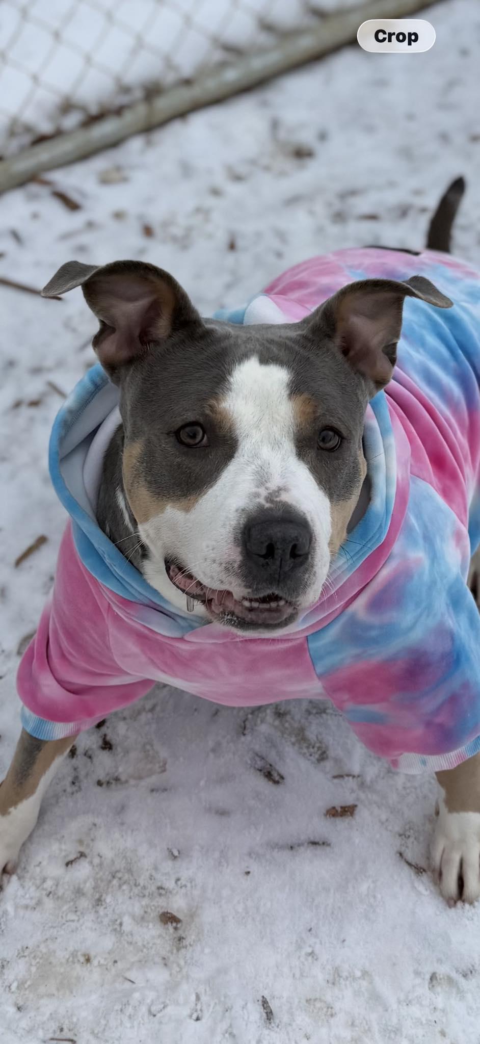 Sallie Mae, Adoptable, Adult Female Mixed Breed.