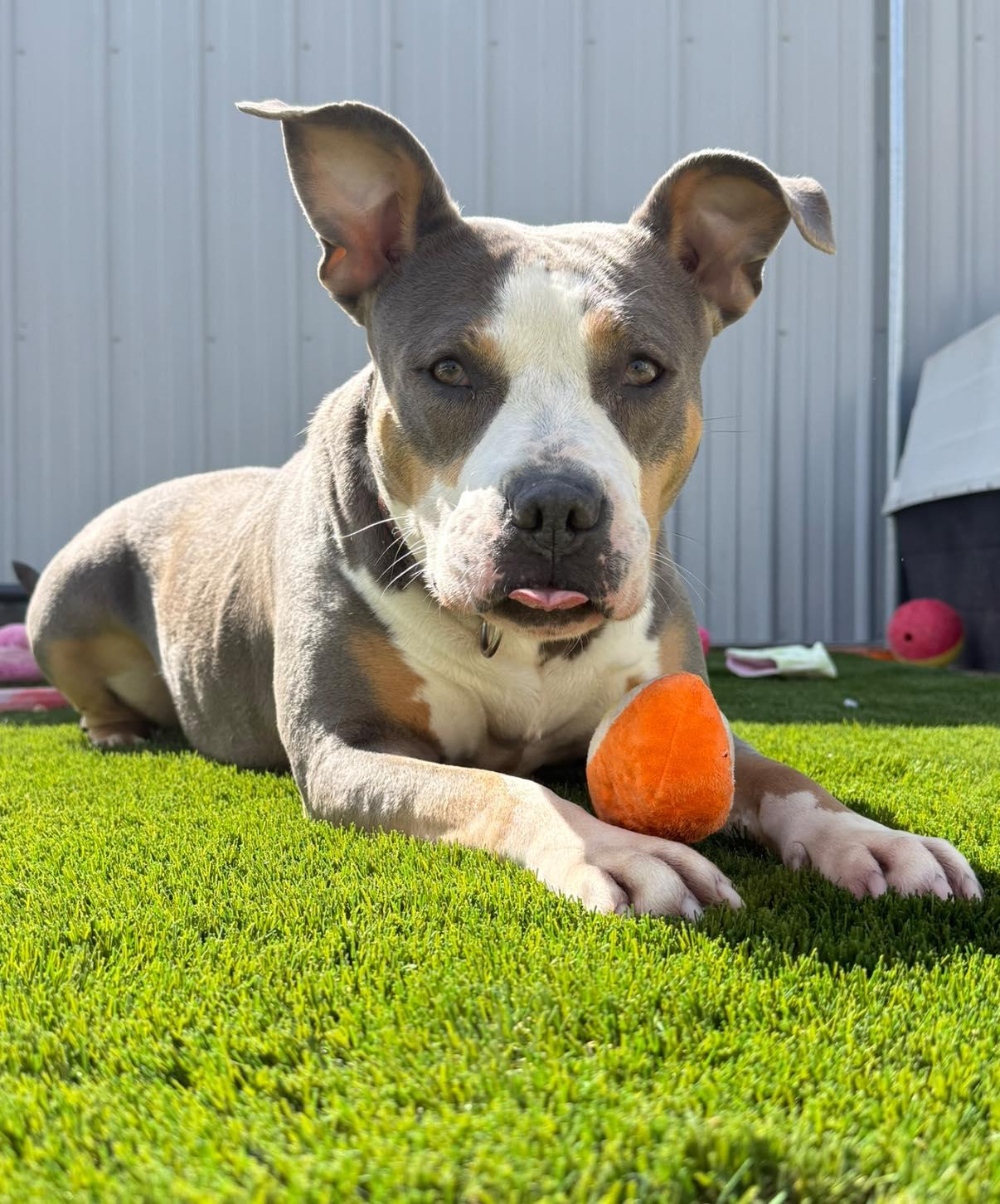 Enlarge Sallie Mae, a Adoptable Mixed Breed in Warren, OH image 1/5