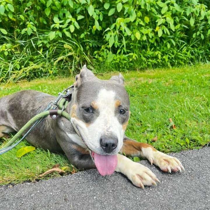 Sallie Mae, a Adoptable Mixed Breed in Warren, OH image 2/4