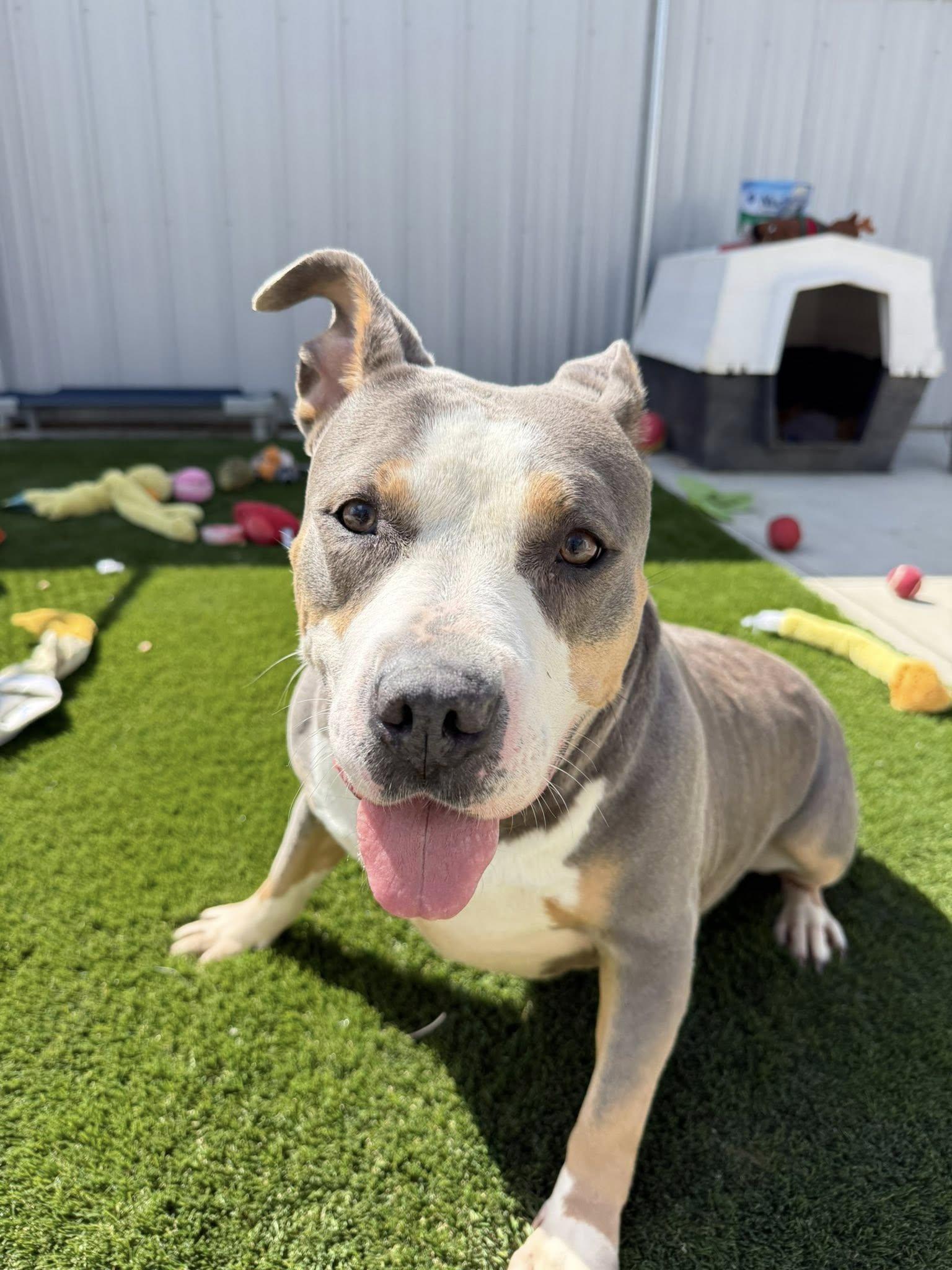 Enlarge Sallie Mae, a Adoptable Mixed Breed in Warren, OH image 2/5