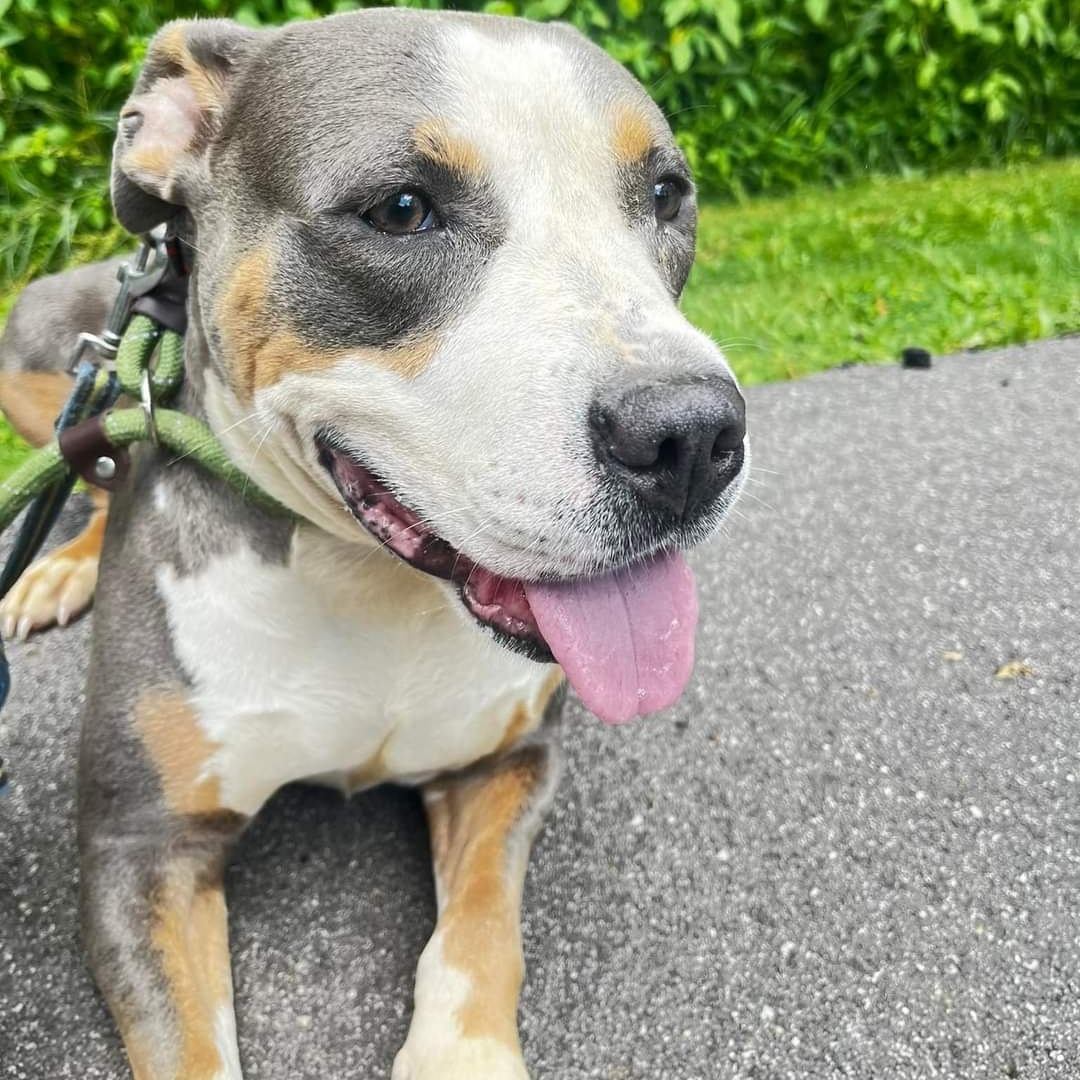 Sallie Mae, a Adoptable Mixed Breed in Warren, OH image 3/4