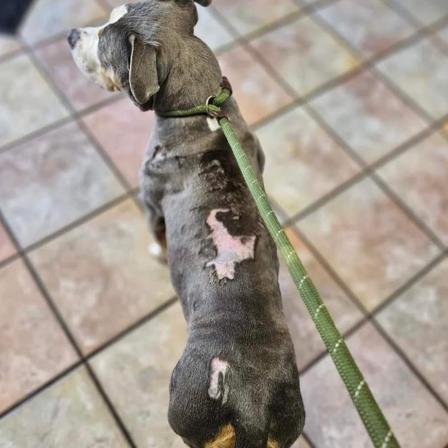 Sallie Mae, a Adoptable Mixed Breed in Warren, OH image 4/4