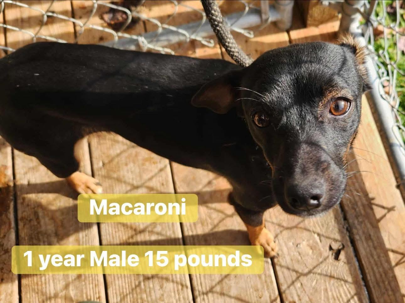 Macronies, Adoptable, Young Male Miniature Pinscher.