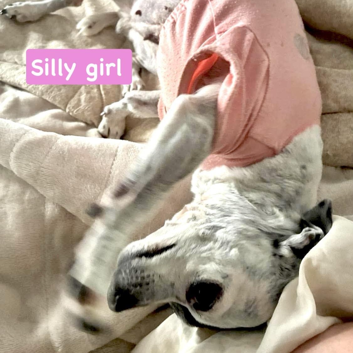 Enlarge Tiny Oreo, a Adoptable mixed breed in Saint Helens, OR image 3/6