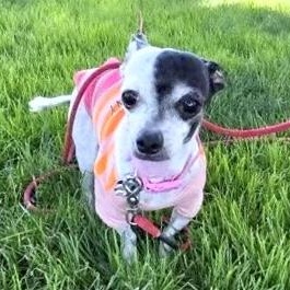 Tiny Oreo, Adoptable, Senior Female Chihuahua & Terrier.